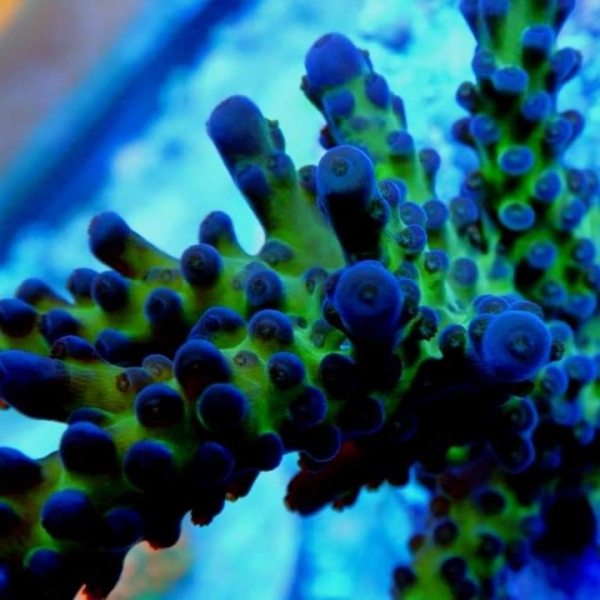 SPS korala - Celi Tort Acropora