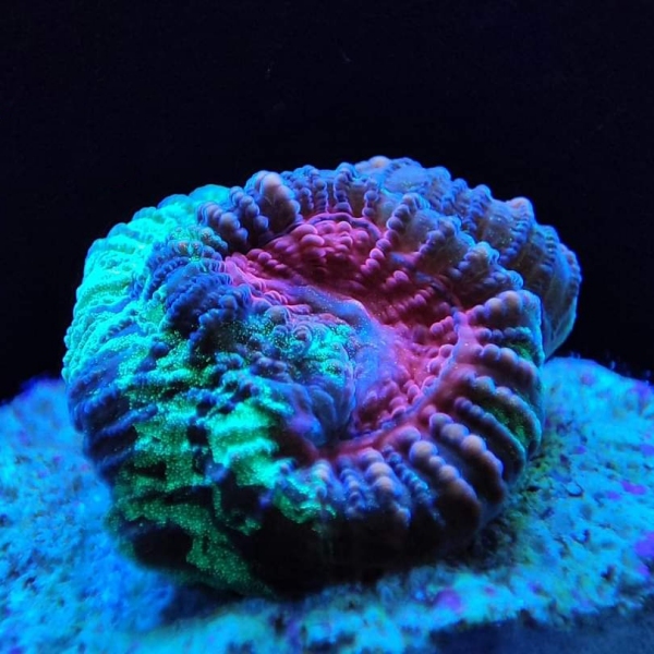 LPS korala - Christmas Favia