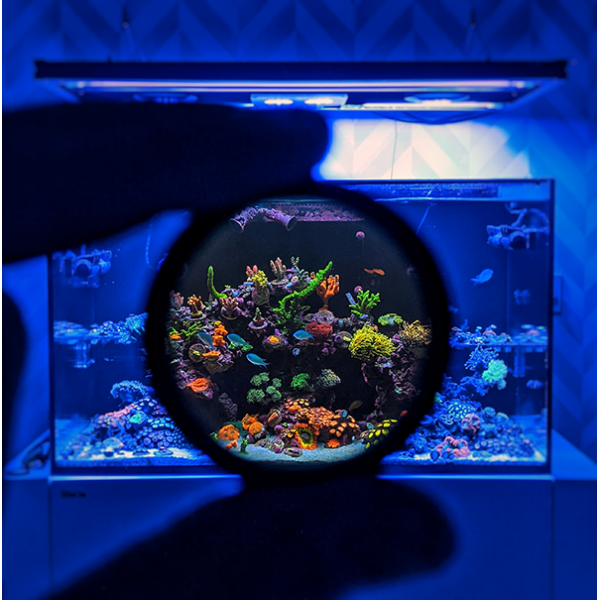 Coral Colour Lens Gen2