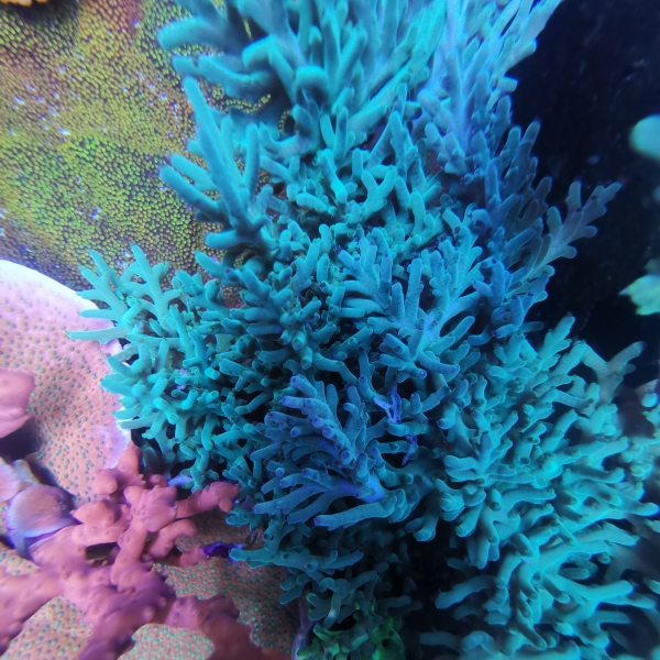 SPS korala - Echinata green line acropora