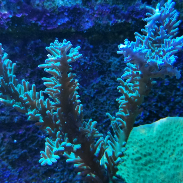 SPS korala - Echinata green line acropora