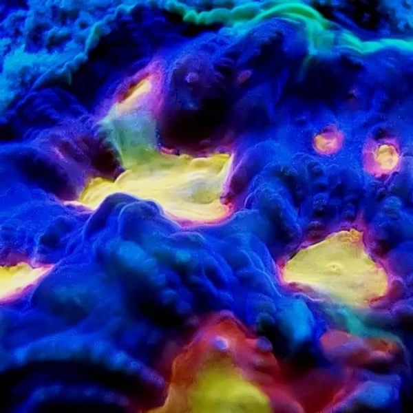 LPS korala - Rainbow Skittles Favia