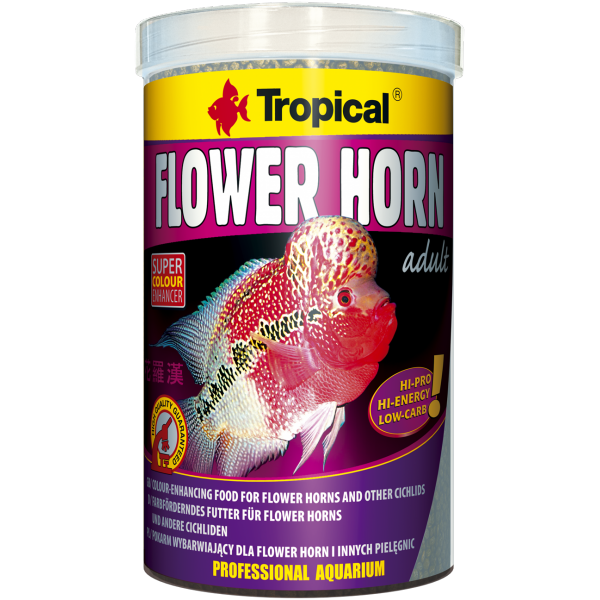 Tropical Flower Horn Adult