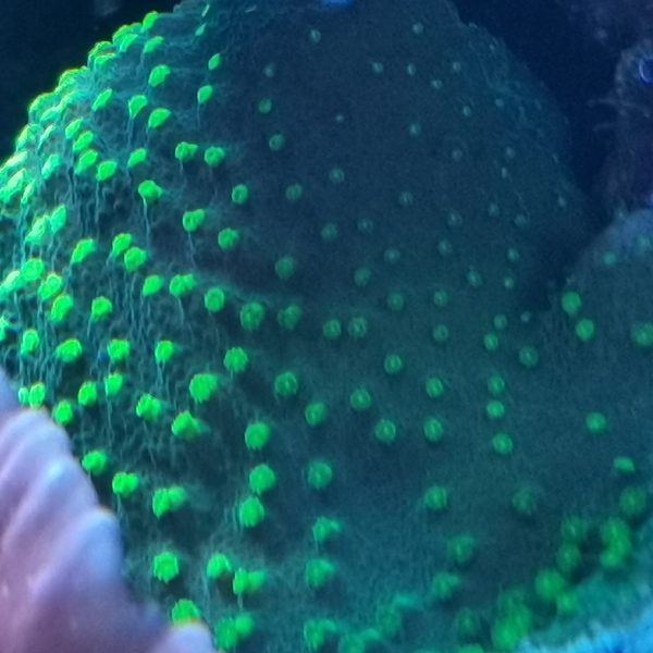 SPS koralj - JF Lime Time Astreopora