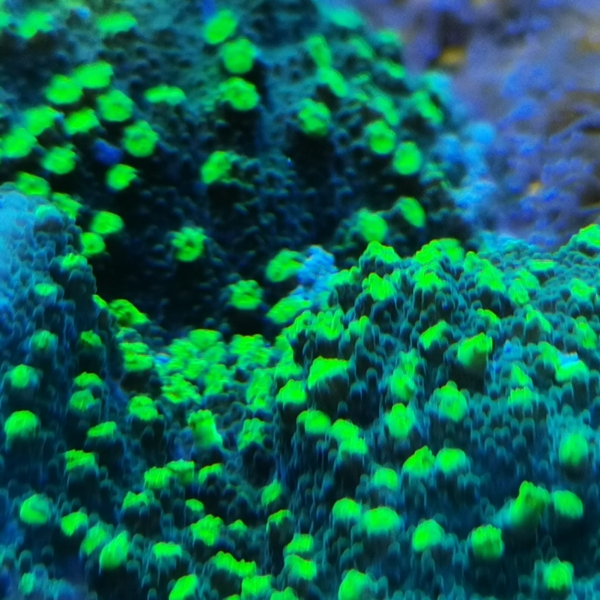 SPS korala - JF Lime Time Astreopora