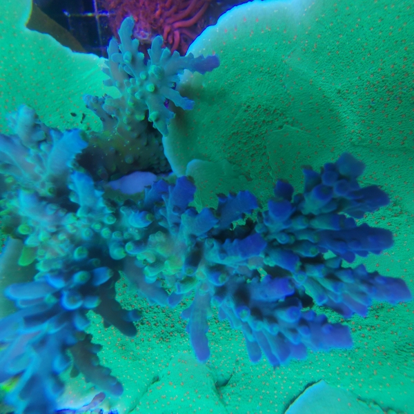 SPS korala - Yellow tip acropora