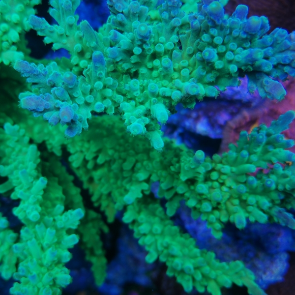 SPS korala - Yellow tip acropora