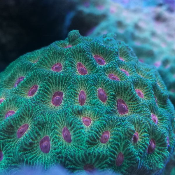 LPS korala -JF Candy Corn Favia