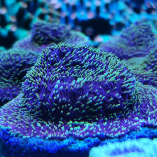 SPS koralj - JF Freak Hair Pavona