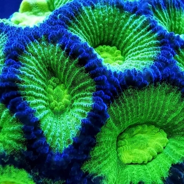 LPS korala - Goniastrea Toxic Green/Purple