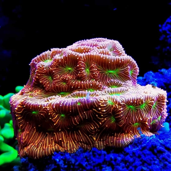 LPS korala - JF Jack-o Lantern Leptoseris