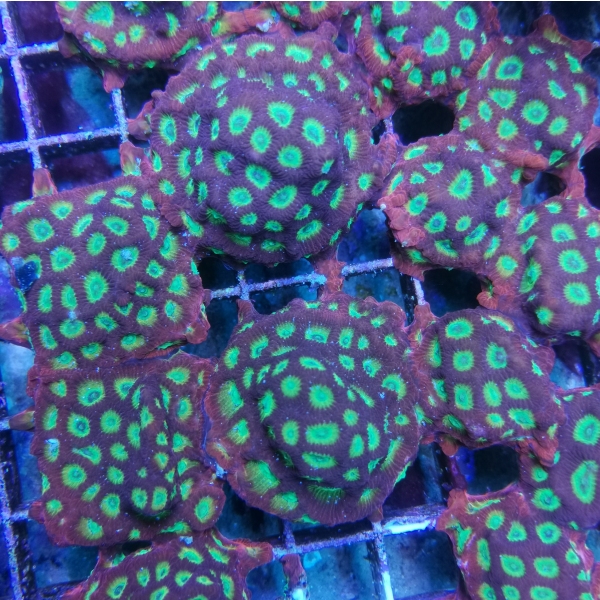 LPS koralj - WWC Lemon Lime Favia