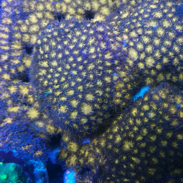 LPS korala - Leptastrea Orange/Green/Blue Tips