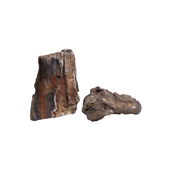 Biom Fossilized Wood Rock