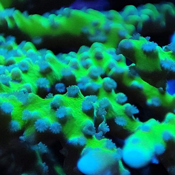 SPS korala - BR Green Goblin Anacropora