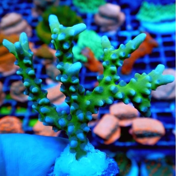 SPS korala - BR Green Goblin Anacropora