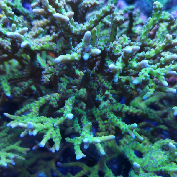 SPS korala - BR Green Goblin Anacropora