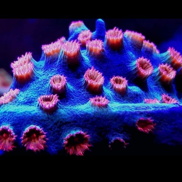 LPS korala - Meteor Shower Cyphastrea