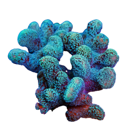 SPS-koralji