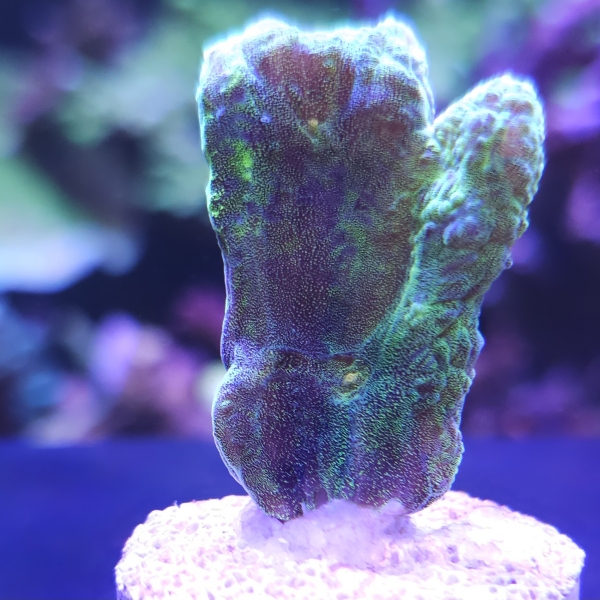 LPS korala - Space Invaders Pectinia
