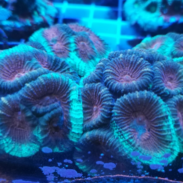 LPS korala - Christmas Favia