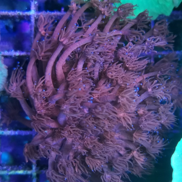 LPS korala - Goniopora