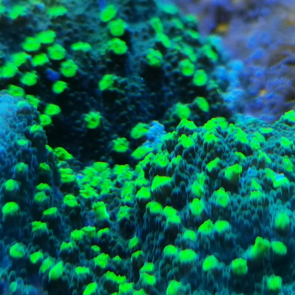 SPS koralj - JF Lime Time Astreopora