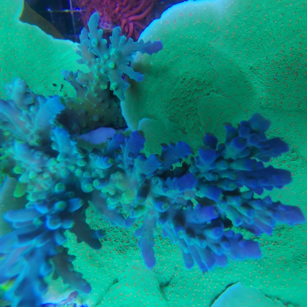SPS koralj - Yellow tip acropora