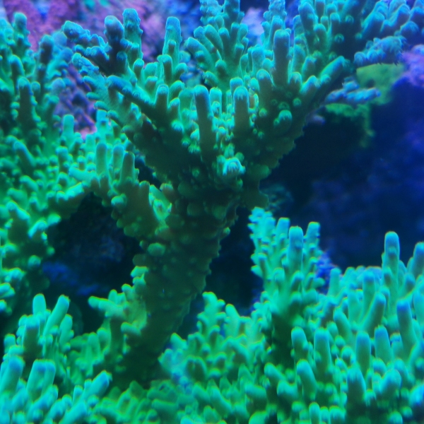 SPS korala - Yellow tip acropora