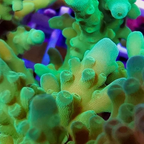 SPS koralj - Yellow tip acropora
