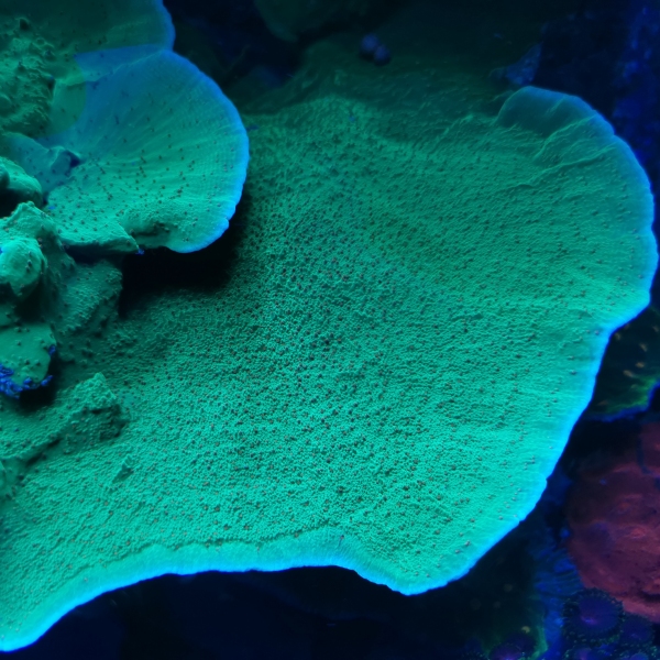 SPS korala - Seasons Greetings Montipora