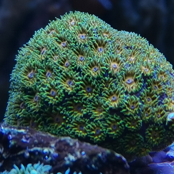 LPS korala - JF John Deere Leptastrea