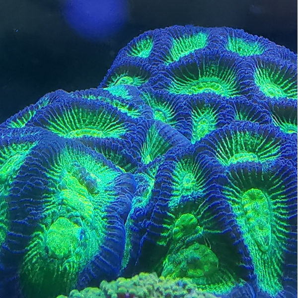 LPS korala - Goniastrea Toxic Green/Purple