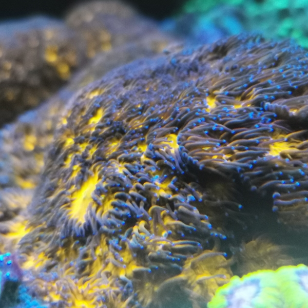 LPS korala - Leptastrea Orange/Green/Blue Tips