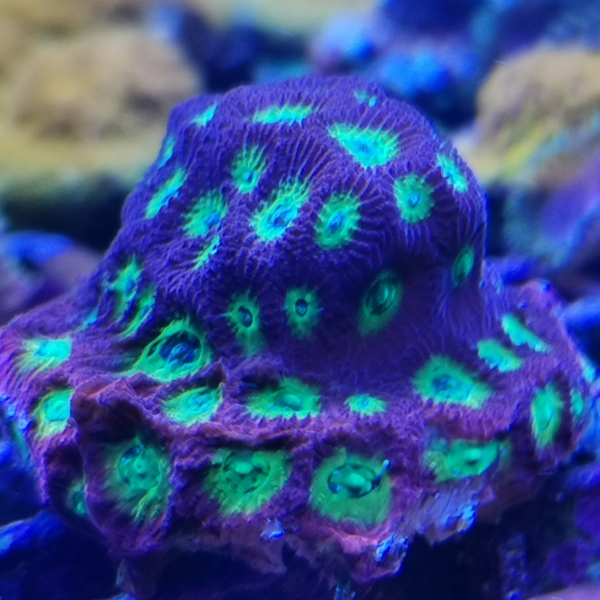 LPS koralj - WWC Lemon Lime Favia
