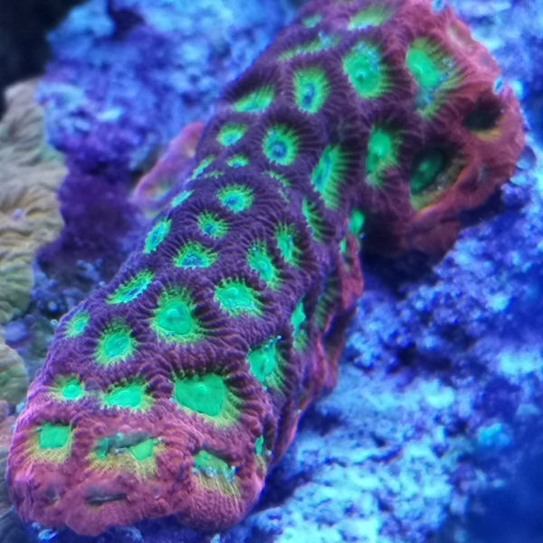 LPS koralj - WWC Lemon Lime Favia