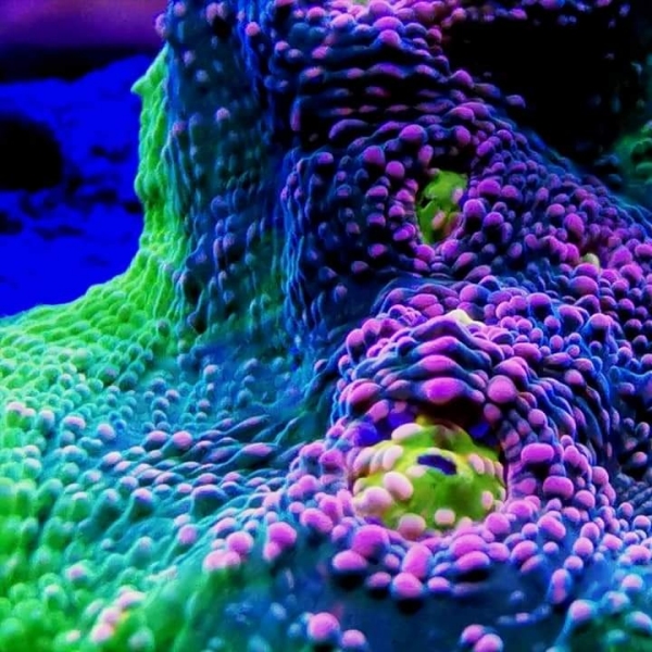 LPS korala -Watermelon Chalice