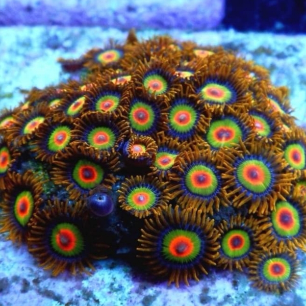 Zoanthus - Rasta Zoa