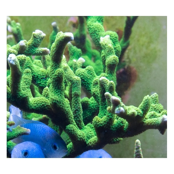 SPS koralj - Montipora digitata green 