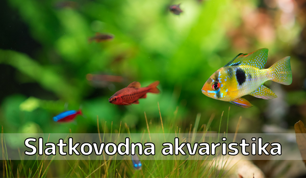 Slatkovodna akvaristika