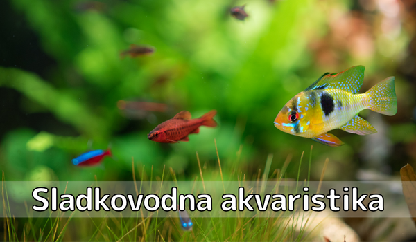 Sladkovodna akvaristika