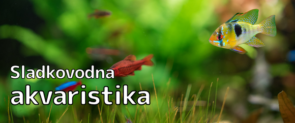 Sladkovodna akvaristika