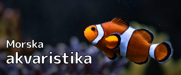 Morska akvaristika