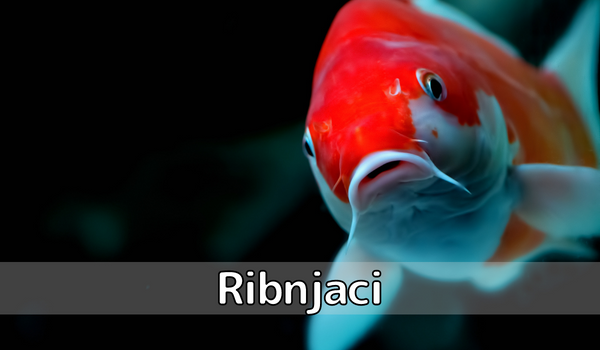 Ribnjaci