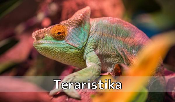 Teraristika